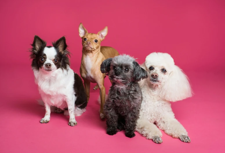 a group of dogs sitting next to each other on a pink background, an album cover, pexels, chinese crested powderpuff dog, taken with sony alpha 9, youtube thumbnail, mixed animal