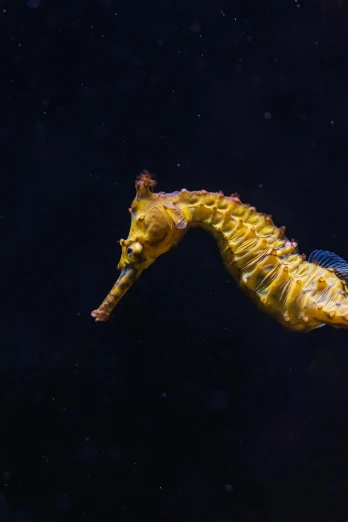 a close up of a sea horse in the water, photographed for reuters, full profile, swimming in space, yellow seaweed