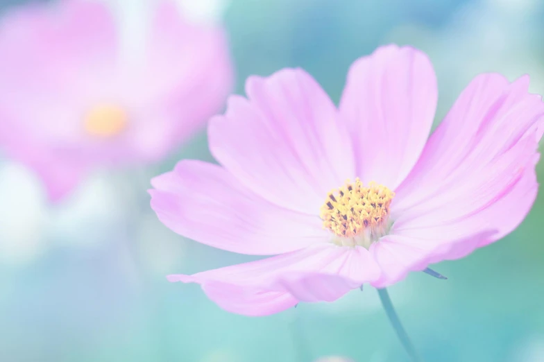 a close up of a flower with a blurry background, trending on unsplash, romanticism, miniature cosmos, pastel pink neon, website banner, light blue pastel background