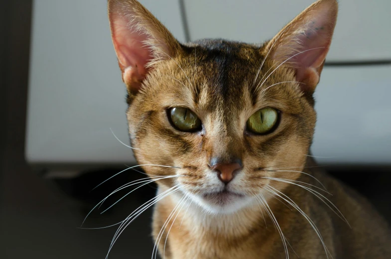 a close up of a cat with green eyes, unsplash, madagascar, a bald, with pointy ears, oriental face
