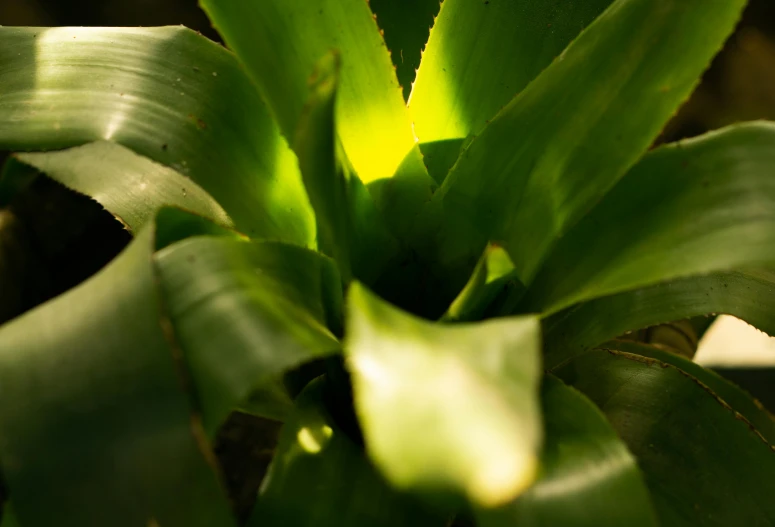 a close up of a plant with green leaves, glowing light and shadow, spiky, shot with sony alpha 1 camera, irrdescent glow