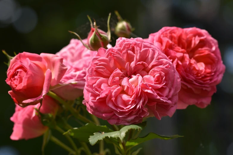 a bunch of pink roses in a vase, inspired by Barbara Nasmyth, pexels contest winner, beautiful sunny day, raspberry, close - shot, robert hubert