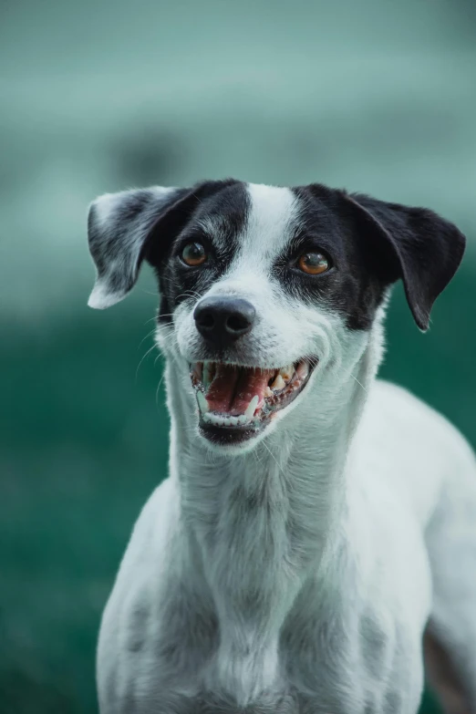 a black and white dog standing on top of a lush green field, inspired by Elke Vogelsang, pexels contest winner, renaissance, showing teeth, white with black spots, grinning lasciviously, closeup of an adorable