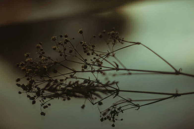 a close up of a plant with a blurry background, unsplash, tonalism, dead plants and flowers, gypsophila, alessio albi, intricate image