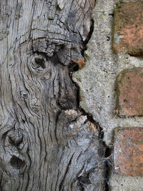 a close up of a piece of wood next to a brick wall, eyes in the bark, photograph taken in 2 0 2 0, facing each other, oak tree ent