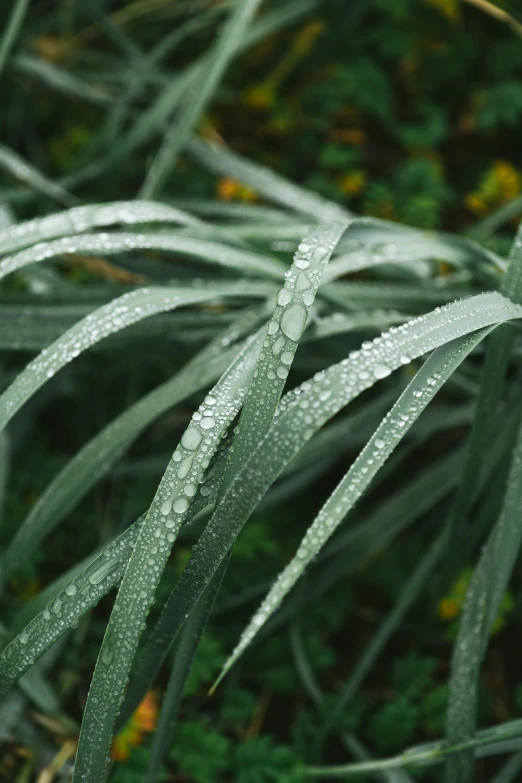 a close up of a plant with water droplets on it, long thick grass, slight overcast weather, muted green, sustainable materials