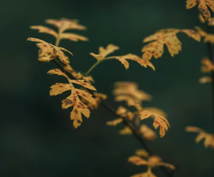 a close up of a plant with yellow leaves, unsplash, tonalism, nothofagus, quixel megascans, fern, bokeh photograph