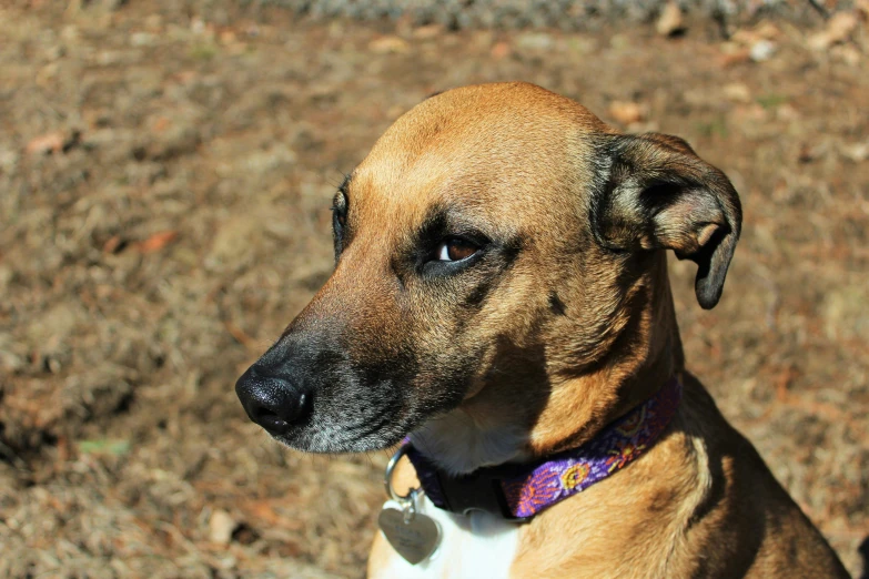 a brown and white dog wearing a purple collar, inspired by Elke Vogelsang, flickr, looking off into the distance, sun dappled, listing image, jenna barton
