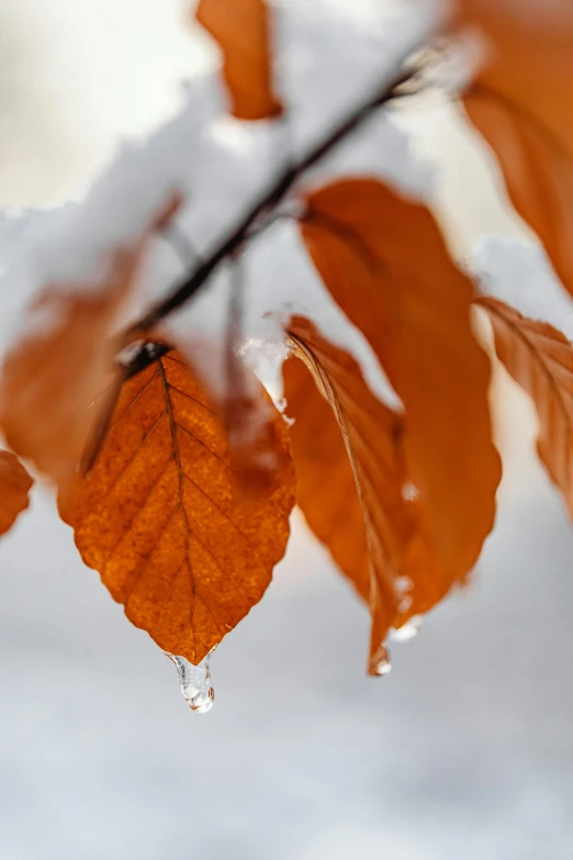 a close up of a tree branch covered in snow, flaming leaves, february)