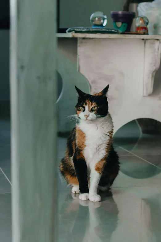 a calico cat sitting on the floor in a bathroom, by Julia Pishtar, unsplash, multiple stories, intimidating stance, sitting in a waiting room, on a marble pedestal