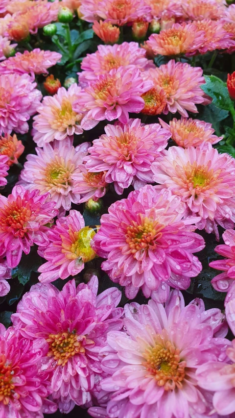 a close up of a bunch of pink flowers, chrysanthemums, opalescent mist, flowers in a flower bed, 'groovy'