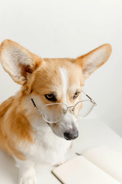 a corgi dog wearing glasses and reading a book, a portrait, inspired by Elke Vogelsang, trending on pexels, with square glasses, 9, serious, fox scientist