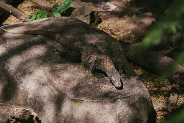 a large lizard laying on top of a rock, by Adam Marczyński, pexels contest winner, sumatraism, well shaded, sleeping, a high angle shot, pregnancy