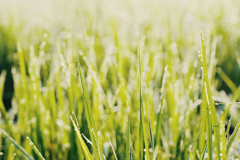 a field of grass with water droplets on it, pexels, pale green glow, ready to eat, high quality product image”, freezing