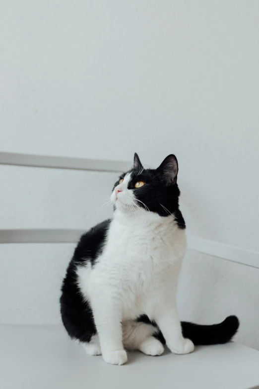 a black and white cat sitting on a table, trending on unsplash, minimalism, looking to the sky, looking left, sittin