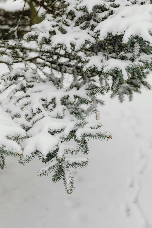 a red fire hydrant covered in snow next to a tree, by Andrew Domachowski, trending on unsplash, silver，ivory, texture detail, evergreen branches, super detailed image