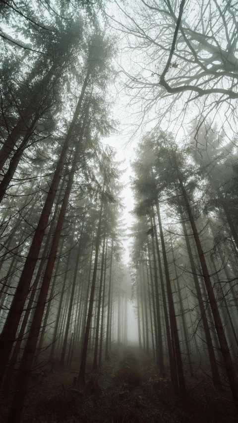 a forest filled with lots of tall trees, romanticism, grey mist, taken in the late 2000s, ((trees)), 'silent hill '