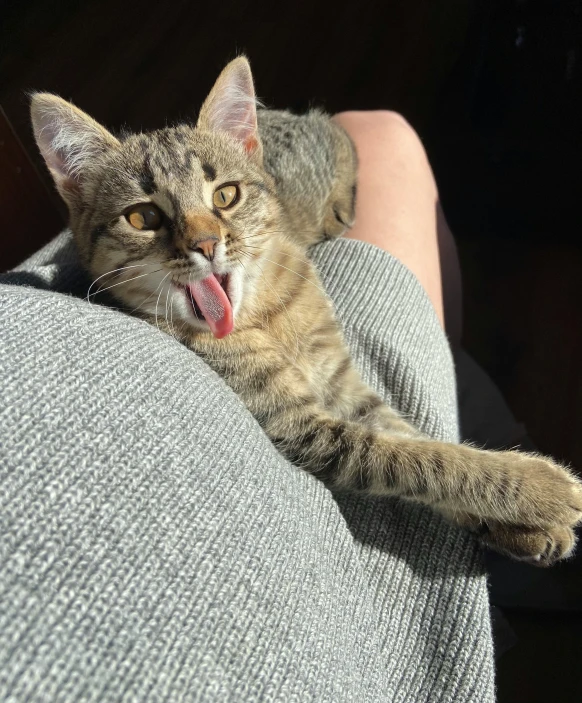 a close up of a cat laying on a person's lap, pexels, happening, tongue out, holding a pudica pose, giving the middle finger, with wide open mouth