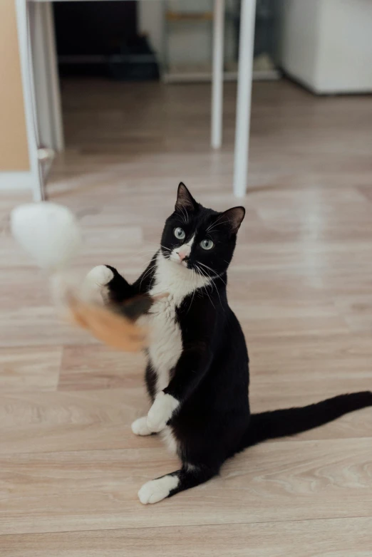 a black and white cat playing with a ball, by Julia Pishtar, pexels contest winner, on his hind legs, marshmallow, with a soft, a wooden