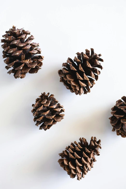 a group of pine cones on a white surface, inspired by Ai Weiwei, trending on unsplash, ilustration, cut, grain”