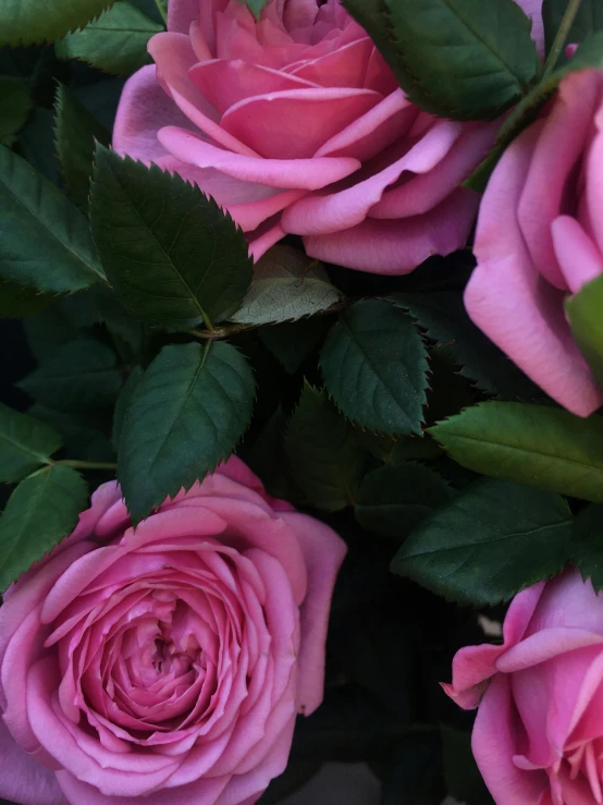 a bouquet of pink roses with green leaves, a picture, by Robbie Trevino, trending on unsplash, full frame image, taken on iphone 14 pro, detail shot, half image