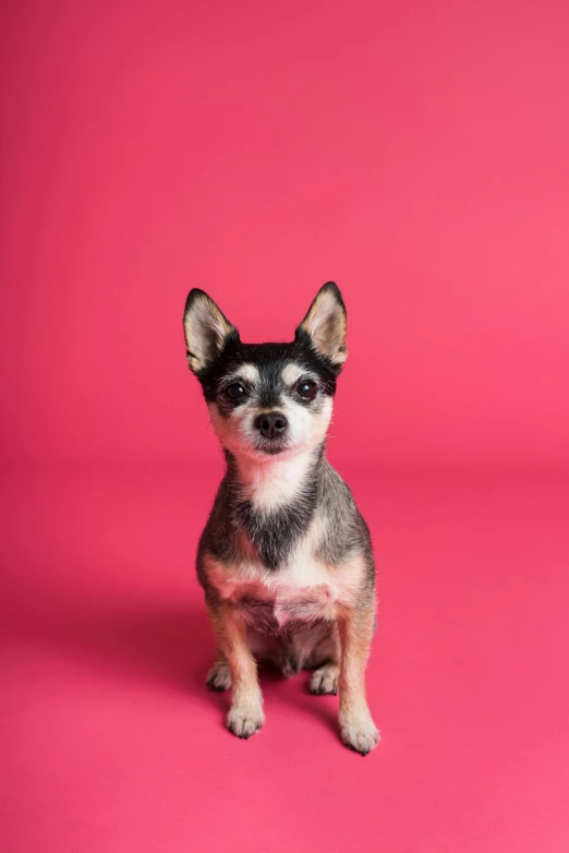 a small dog sitting on a pink surface, square, shot with sony alpha, with pointy ears, pose 4 of 1 6