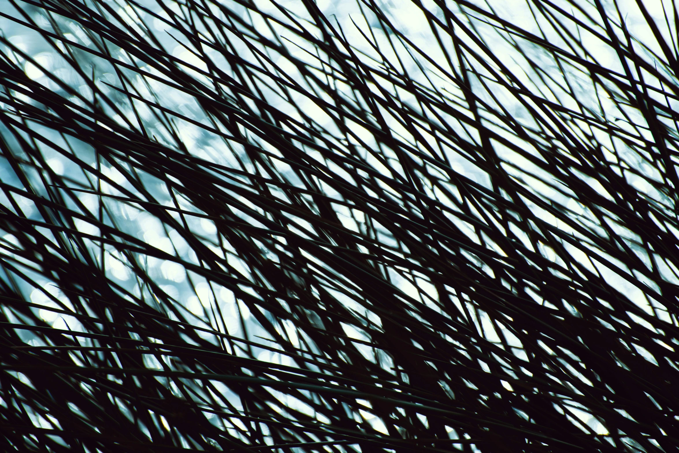 a bird sitting on top of a tree branch, a microscopic photo, inspired by Hans Hartung, flickr, computer art, grass. kodak, hair, fuji 4 0 0 h, grain”