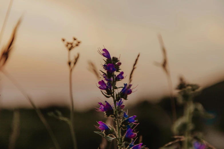 a bunch of purple flowers sitting on top of a lush green field, a picture, unsplash, sunset photo, lobelia, background image, at dusk lighting