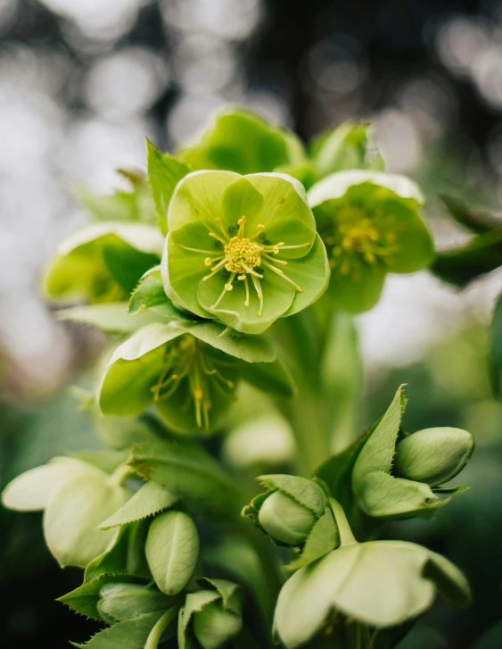 a close up of a bunch of green flowers, by Kristin Nelson, unsplash, nothofagus, sprouting, made of glazed, oscar winning