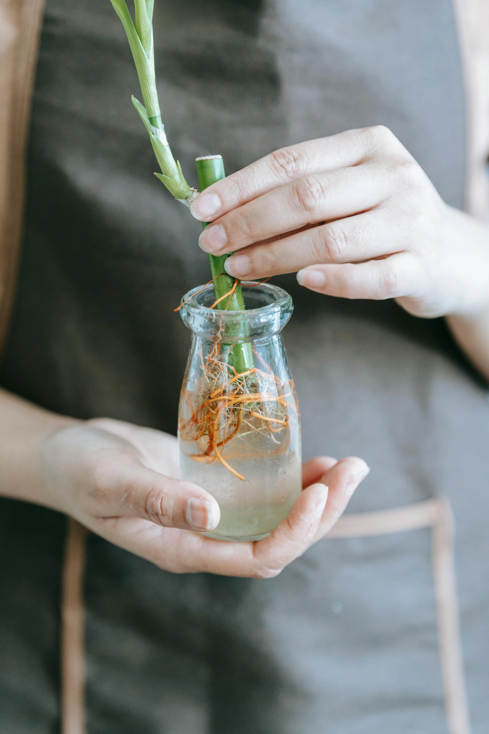 a person holding a jar with a plant in it, plating, stems, made of bamboo, crisp and clear