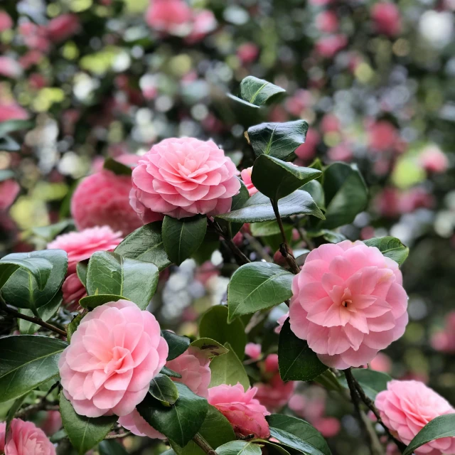 a bush of pink flowers with green leaves, by Carey Morris, unsplash, arabesque, chanel, shot on sony a 7 iii, japanese, no cropping