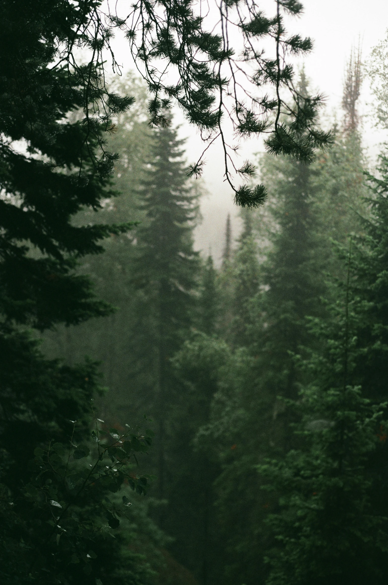 a forest filled with lots of green trees, inspired by Elsa Bleda, unsplash contest winner, under a gray foggy sky, pine trees in the background, cozy atmospheric, ((trees))