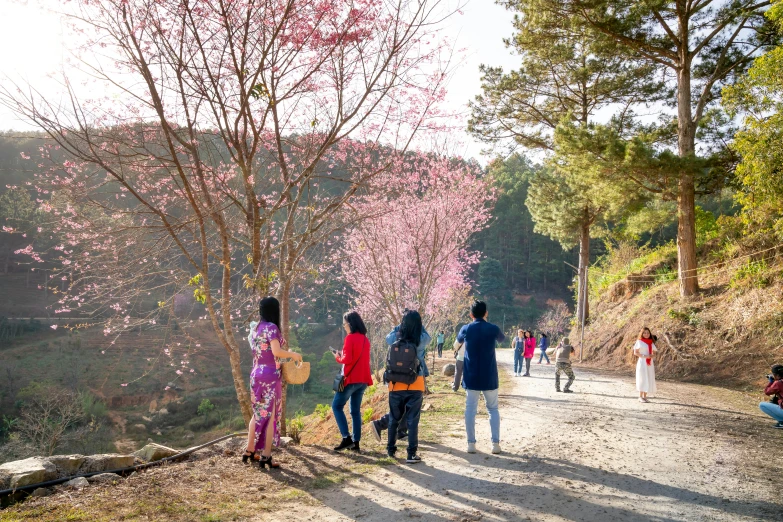 a group of people walking down a dirt road, shin hanga, pink tree beside a large lake, in avila pinewood, almond blossom, jeongseok lee