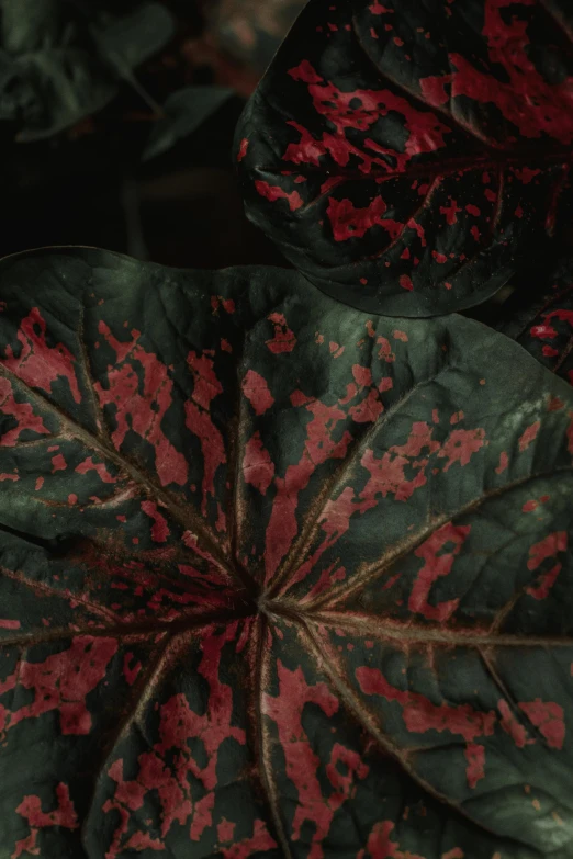 a close up of a plant with red and green leaves, a picture, unsplash contest winner, renaissance, dark hues, mottled coloring, taken with sony alpha 9, large exotic flowers