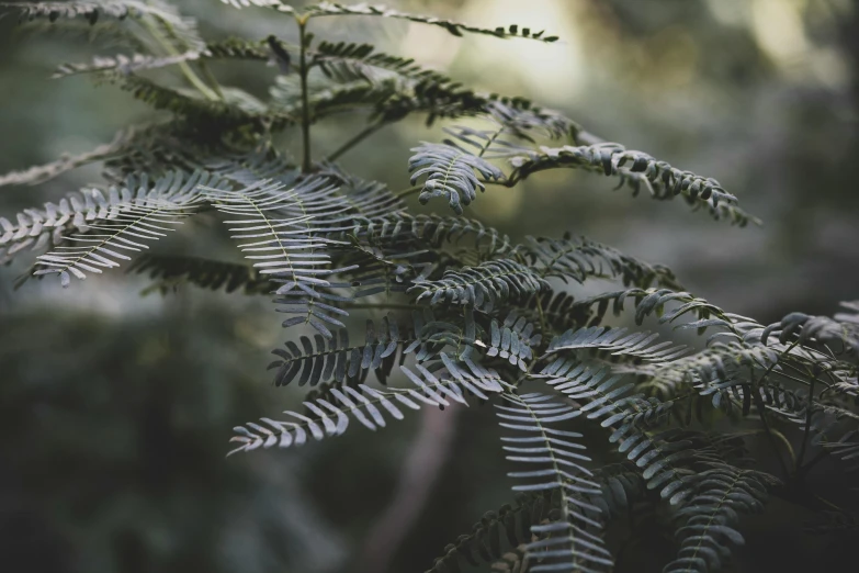 a close up of a fern plant in a forest, inspired by Elsa Bleda, unsplash contest winner, australian tonalism, sweet acacia trees, willow plant, grey, forest picnic