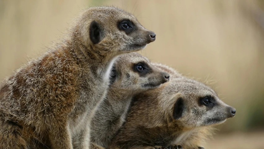 a couple of meerkats sitting next to each other, a portrait, trending on pexels, avatar image, three animals, photographed for reuters, grey