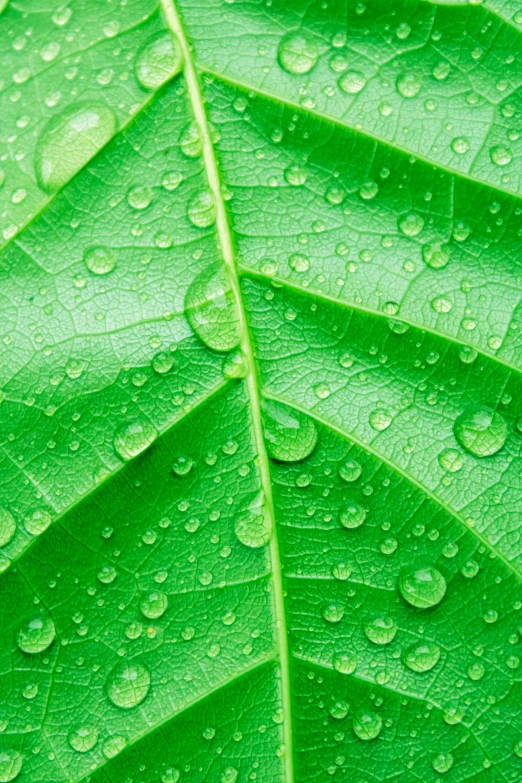 a green leaf with water droplets on it, by Jan Rustem, shutterstock, detailed information, panels, ayahuasca, it\'s name is greeny