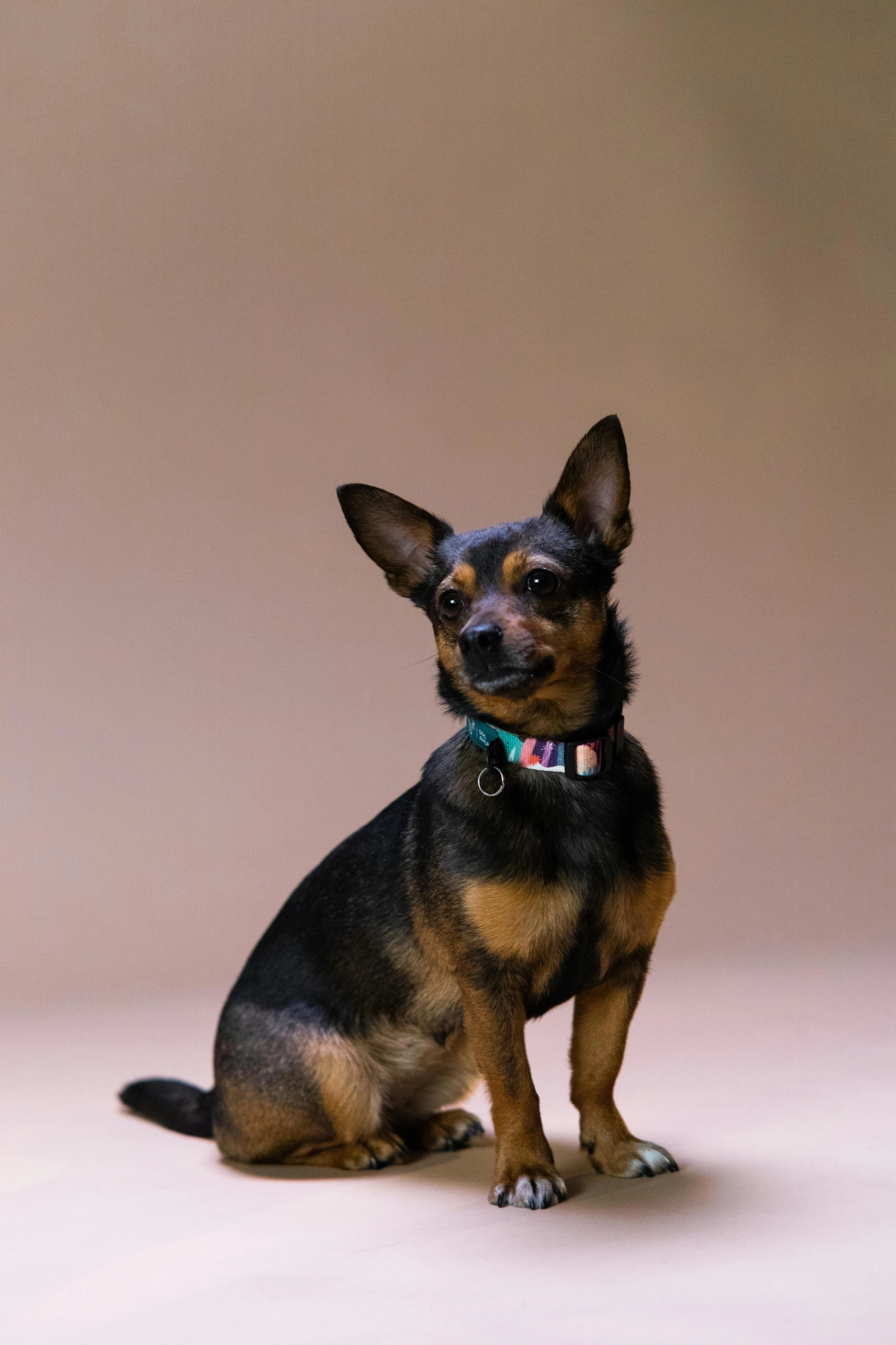 a black and brown dog sitting on top of a white floor, multicoloured, wearing collar on neck, shot with sony alpha, plain background