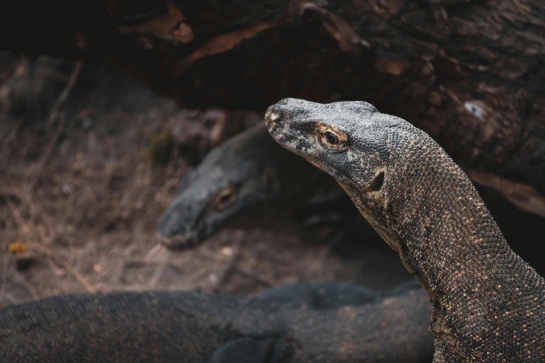 a close up of a lizard on a dirt ground, an album cover, by Adam Marczyński, pexels contest winner, sumatraism, big snakes heads, twins, black, river otter dragon