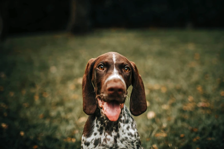 a brown and white dog sitting on top of a lush green field, a portrait, pexels contest winner, white with chocolate brown spots, tongue out, instagram post, long ears