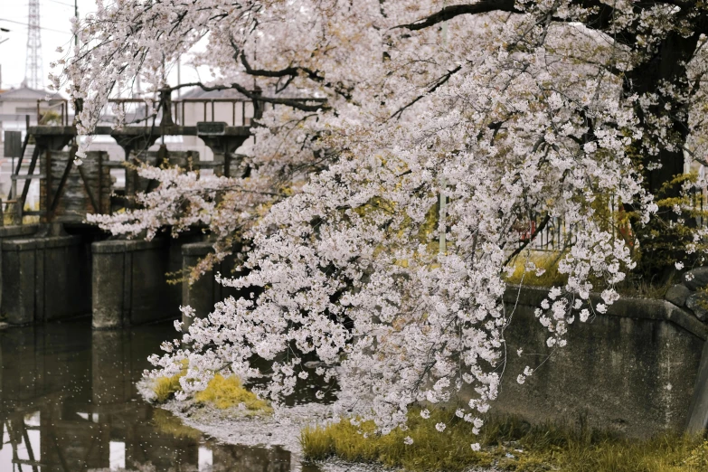 a tree that is next to a body of water, inspired by Kaii Higashiyama, trending on unsplash, sōsaku hanga, cherry blosom trees, detailed medium format photo, 2022 photograph, japanese town