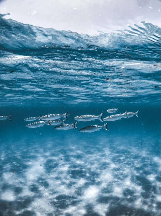 a group of fish swimming in the ocean, an album cover, by Greg Rutkowski, unsplash contest winner, iceland photography, ready to eat, swirling schools of silver fish, highly polished