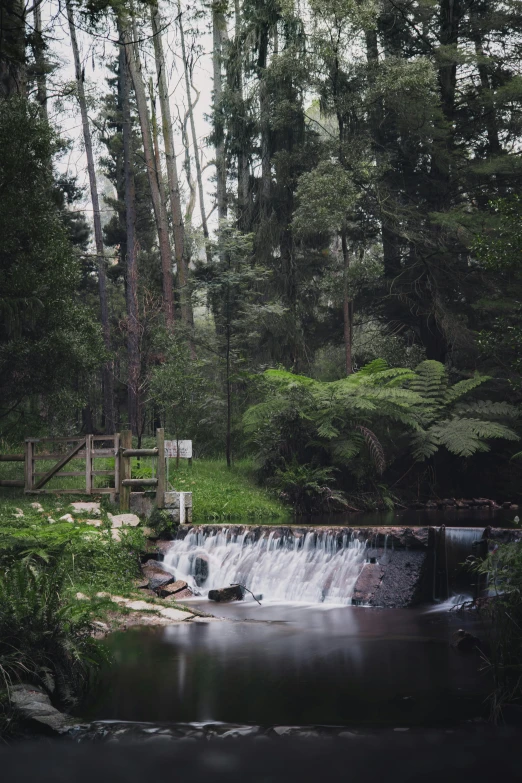a stream running through a lush green forest, an album cover, by Peter Churcher, unsplash contest winner, hurufiyya, water wheel, melbourne, fountain, slight overcast