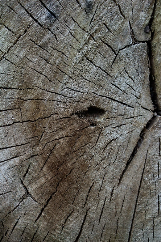 a close up of a piece of wood, trees