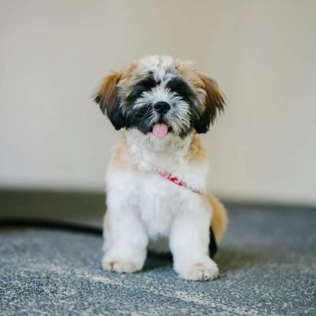 a small brown and white dog sitting on top of a carpet, pexels contest winner, shih tzu, small beard, cuts, colour corrected