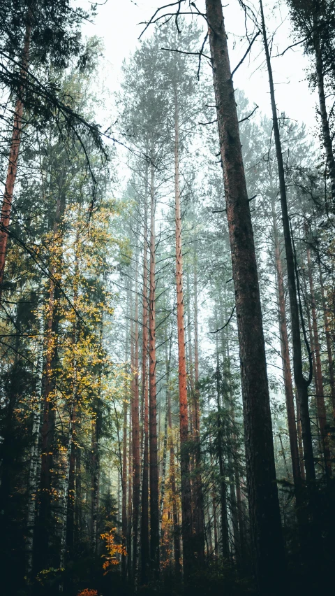 a forest filled with lots of tall trees, by Grytė Pintukaitė, unsplash contest winner, naturalism, muted colours 8 k, instagram photo, 4k photo”, ((forest))