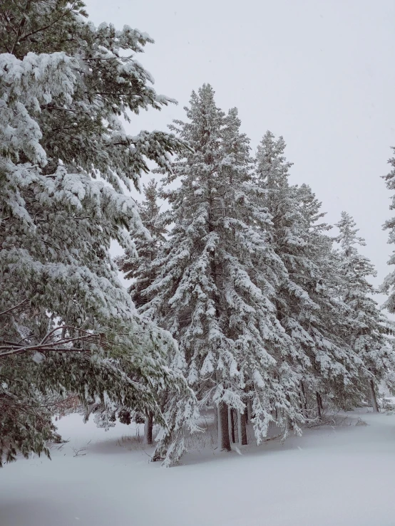 a man riding a snowboard down a snow covered slope, ((trees)), spruce trees, a cozy, 8k))