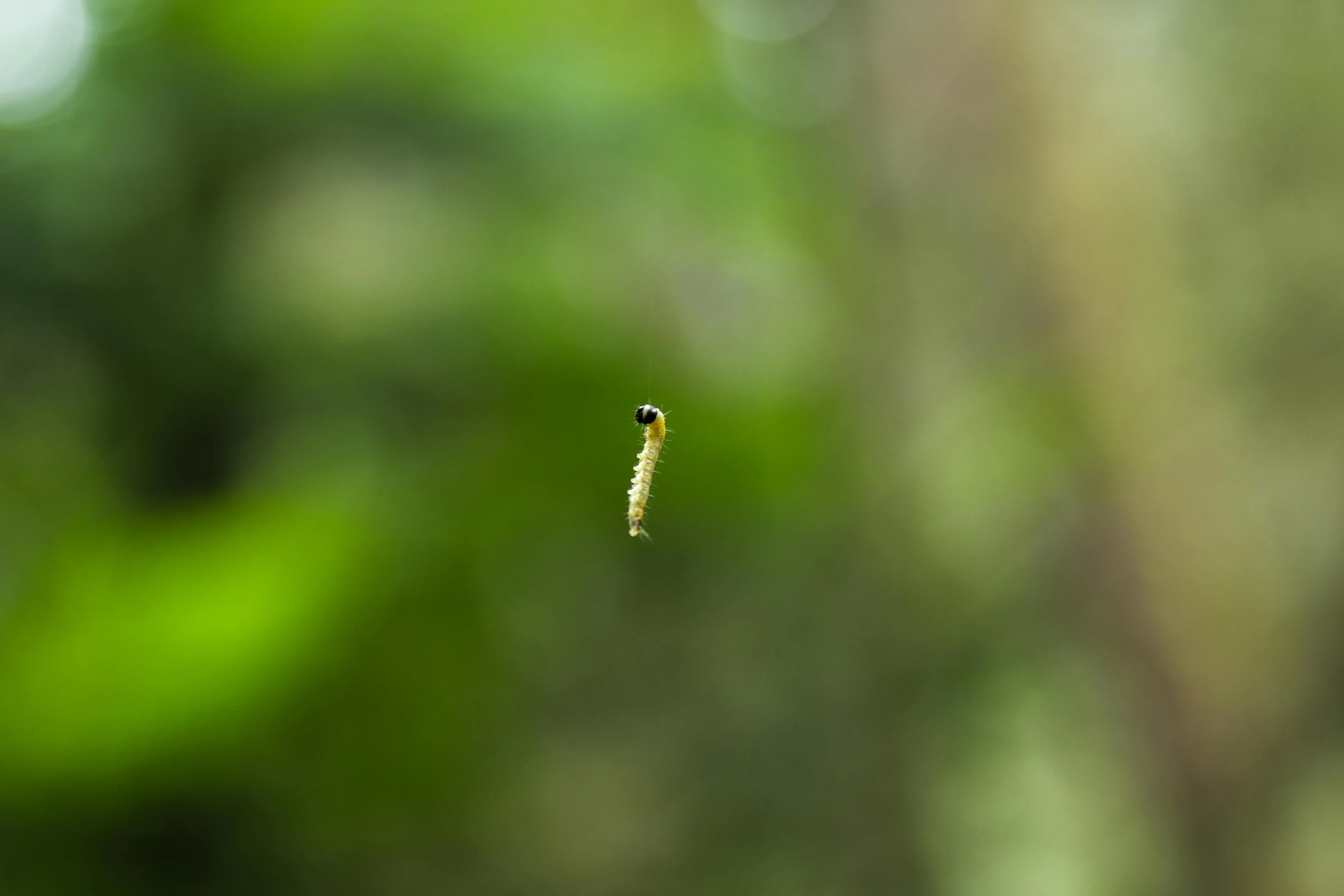 a bug that is flying through the air, by Jan Rustem, unsplash, hurufiyya, larvae, distant - mid - shot, a green, ignant