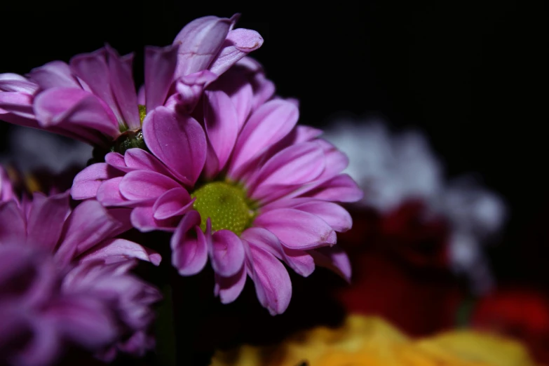 a close up of a bunch of flowers, low-light photograph, purple, mixed art, multicoloured