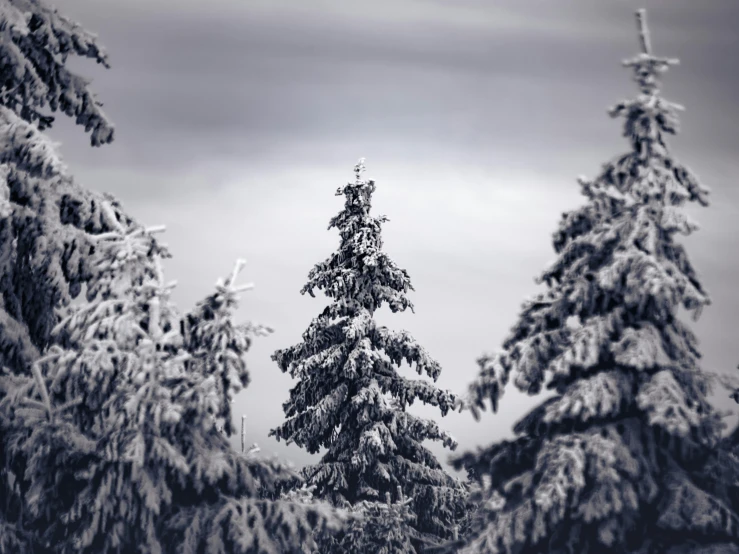 a black and white photo of snow covered trees, by Adam Szentpétery, pexels contest winner, pine tree, cold colors, (3 are winter, grey